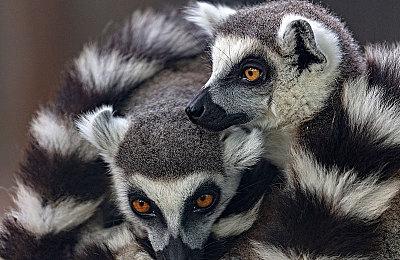 系井重里称想玩英文版《地球冒险3》得找任天堂